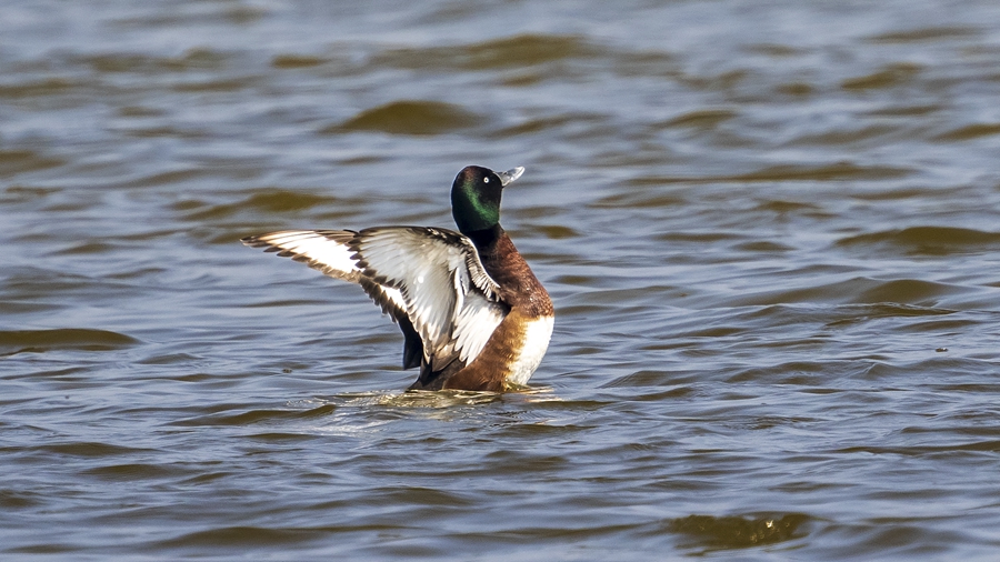 Rare Baer's pochards spotted anew in Ningde, SE China's Fujian