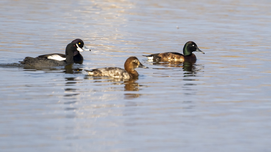 Rare Baer's pochards spotted anew in Ningde, SE China's Fujian