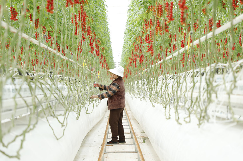 Workers harvest cherry tomatoes in S China's Sichuan
