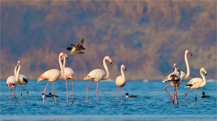 Flamingos in Jiangsu ready for spring migration