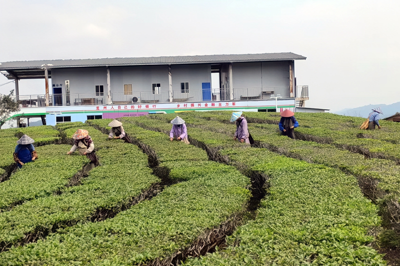 Farmers harvest spring tea leaves in China's Guangxi