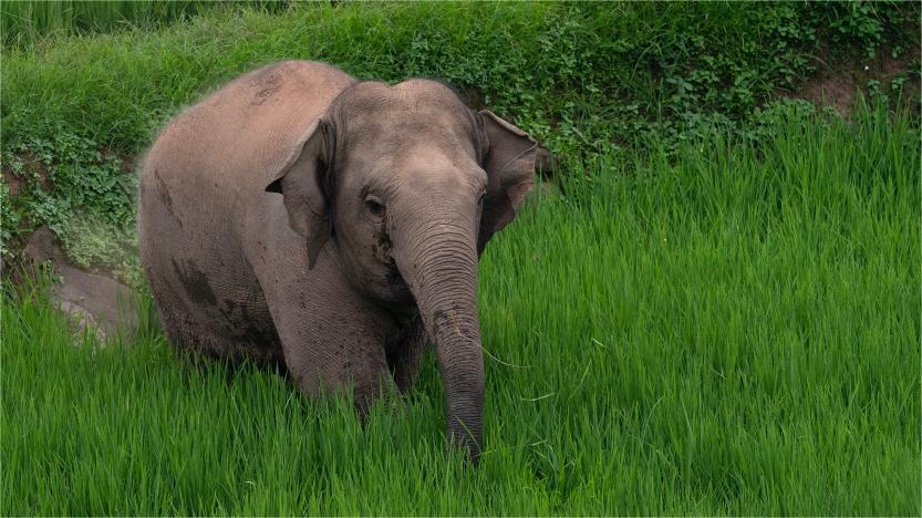 Short-legged baby elephant stumbles across tree trunk