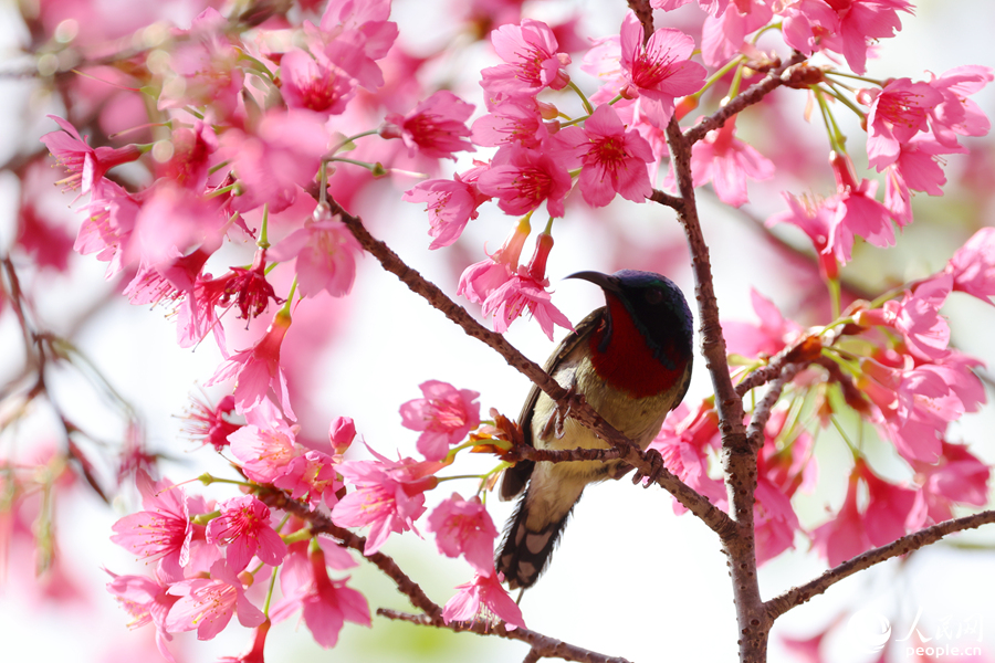 In pics: Blooming cherry blossoms in Xiamen