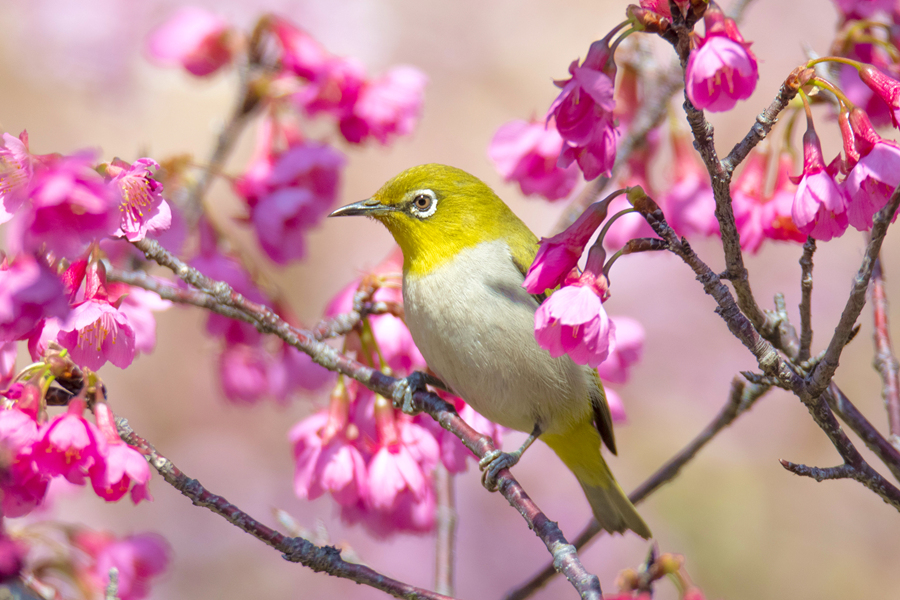 In pics: Blooming cherry blossoms in Xiamen