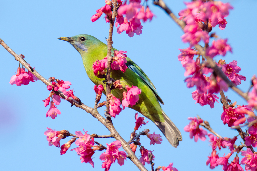 In pics: Blooming cherry blossoms in Xiamen