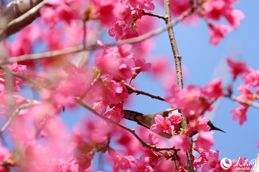 In pics: Blooming cherry blossoms in Xiamen