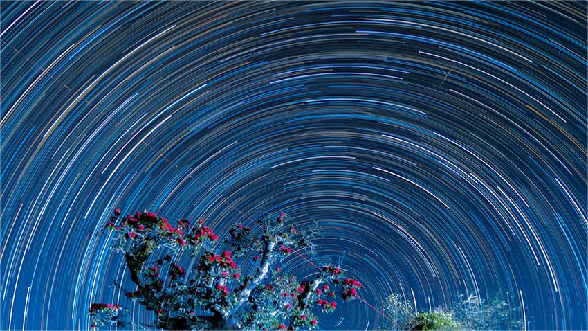 Romantic spectacle of rhododendrons coexisting with star trails in SW China's Yunnan