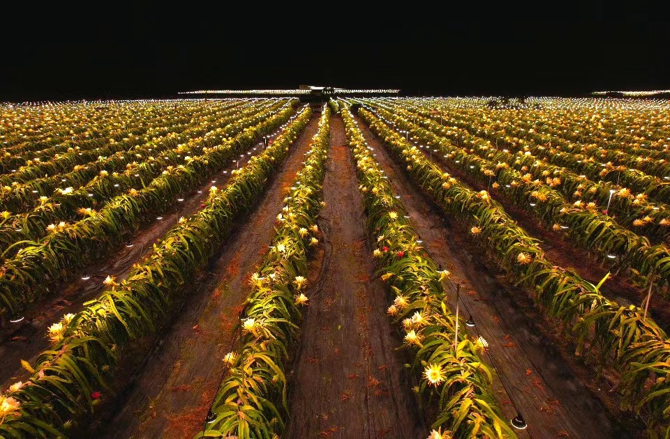 In pics: Illuminated dragon fruit trees form stunning sea of lights at night in S China's Hainan