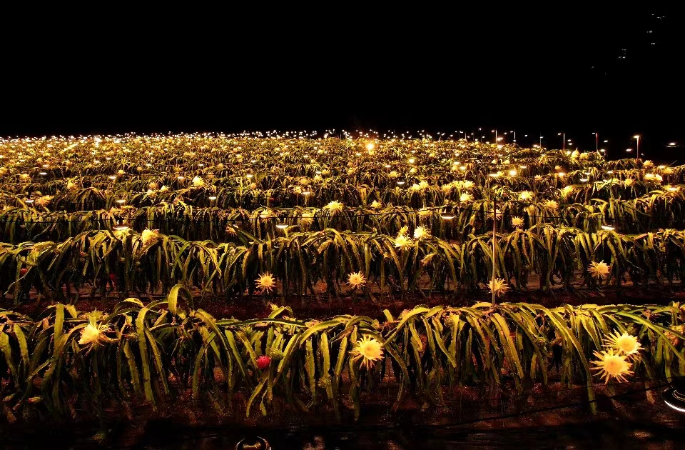 In pics: Illuminated dragon fruit trees form stunning sea of lights at night in S China's Hainan