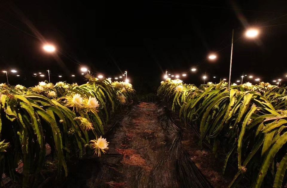 In pics: Illuminated dragon fruit trees form stunning sea of lights at night in S China's Hainan