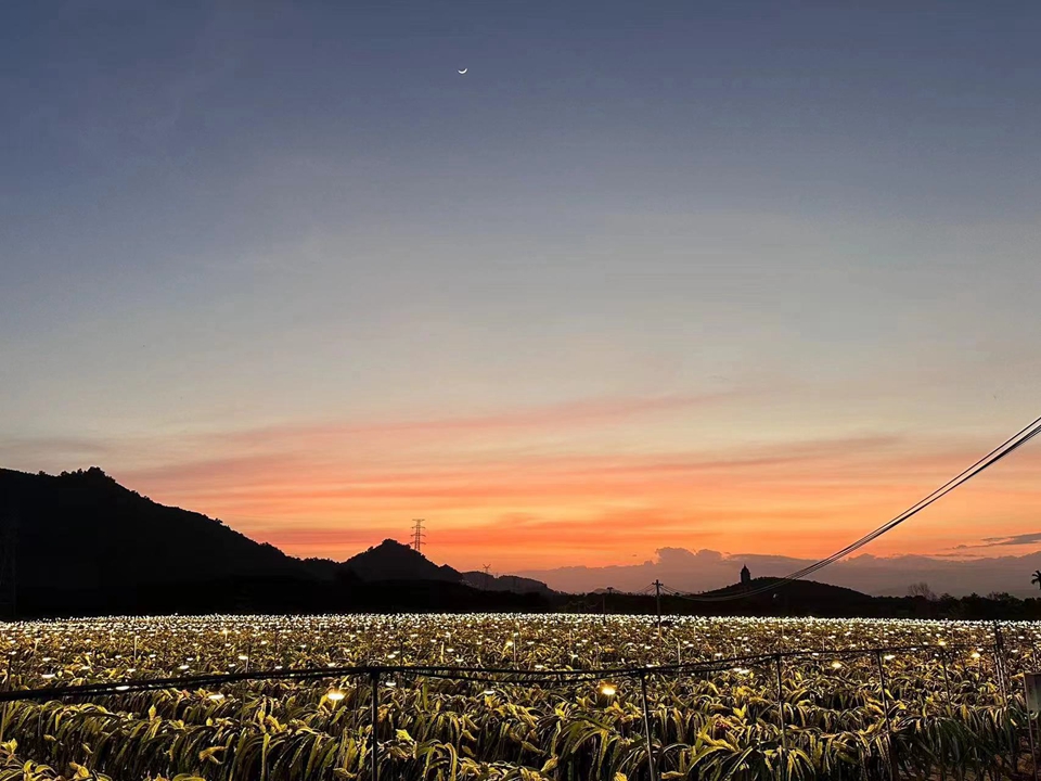 In pics: Illuminated dragon fruit trees form stunning sea of lights at night in S China's Hainan