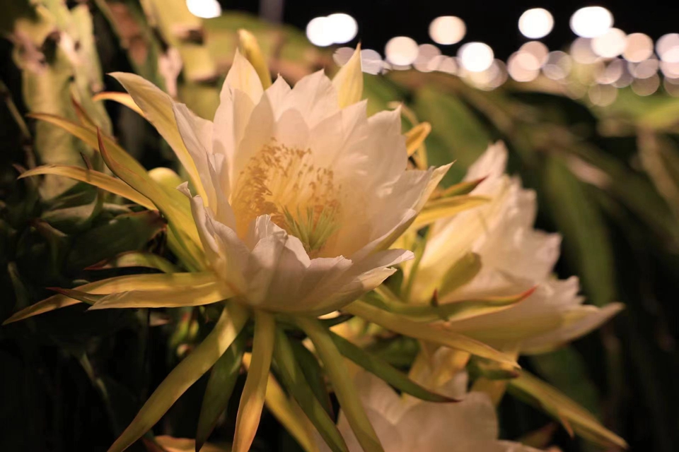 In pics: Illuminated dragon fruit trees form stunning sea of lights at night in S China's Hainan