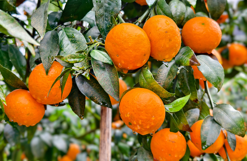 Villagers enjoy orah mandarin harvest in S China's Guangxi