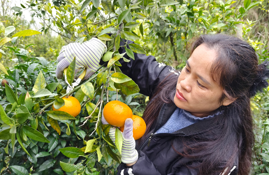 Villagers enjoy orah mandarin harvest in S China's Guangxi