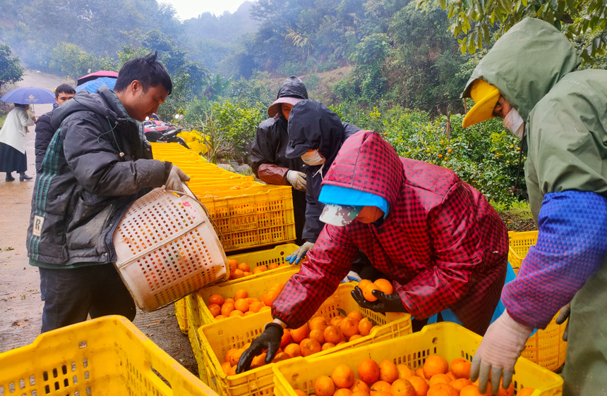 Villagers enjoy orah mandarin harvest in S China's Guangxi