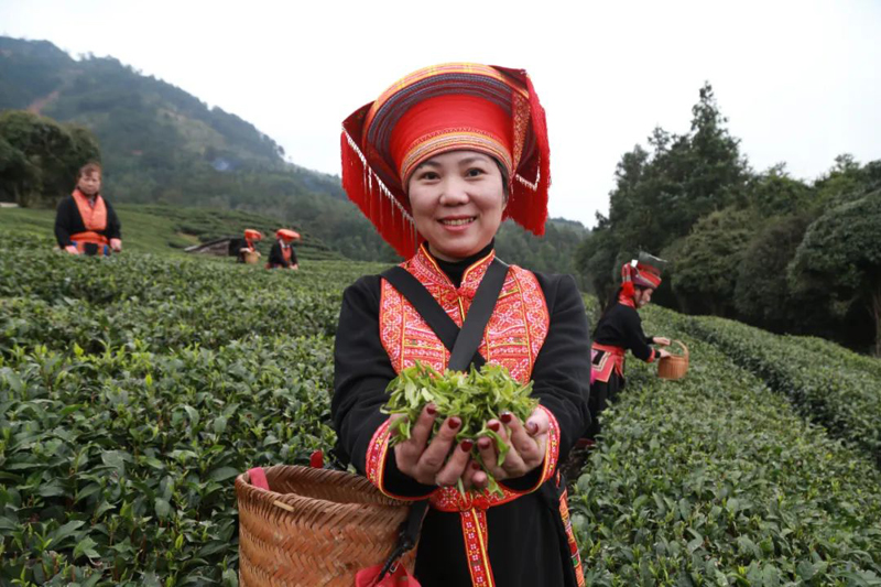 Farmers pick spring tea leaves in Laibin, S China's Guangxi