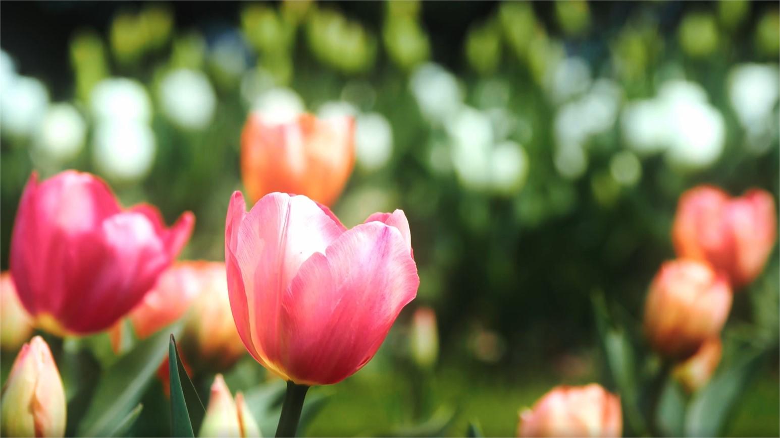 Spring splendor: Tulips in bloom