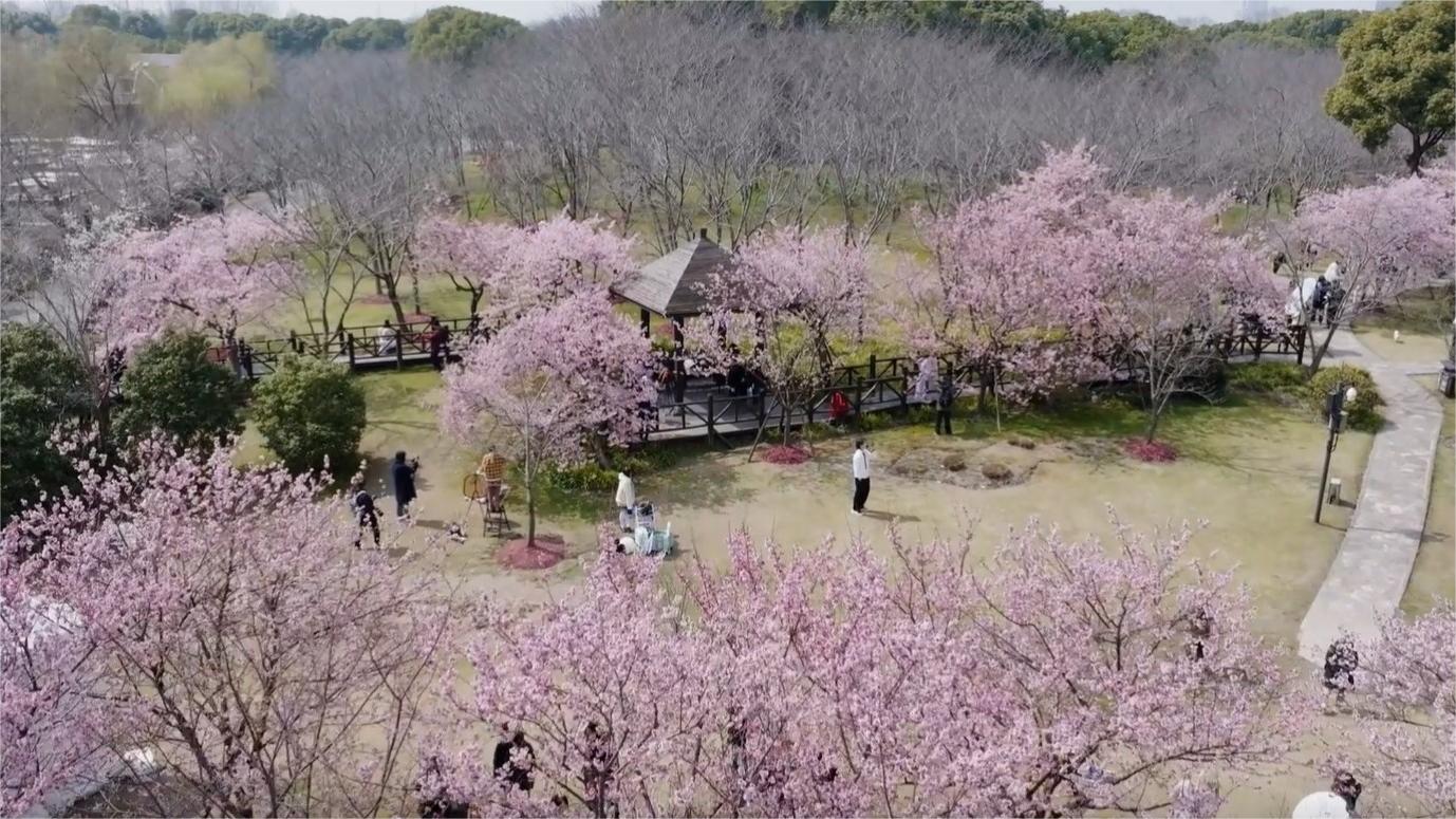 Cherry Blossom Festival begins in Shanghai