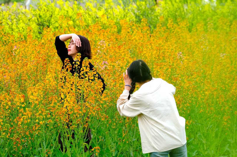 Blooming rapeseed flowers draw visitors to SW China's Guizhou