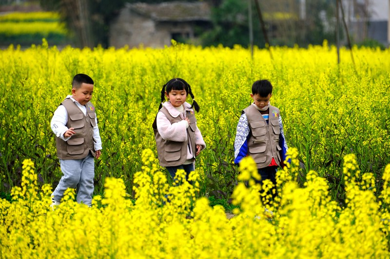 Blooming rapeseed flowers draw visitors to SW China's Guizhou