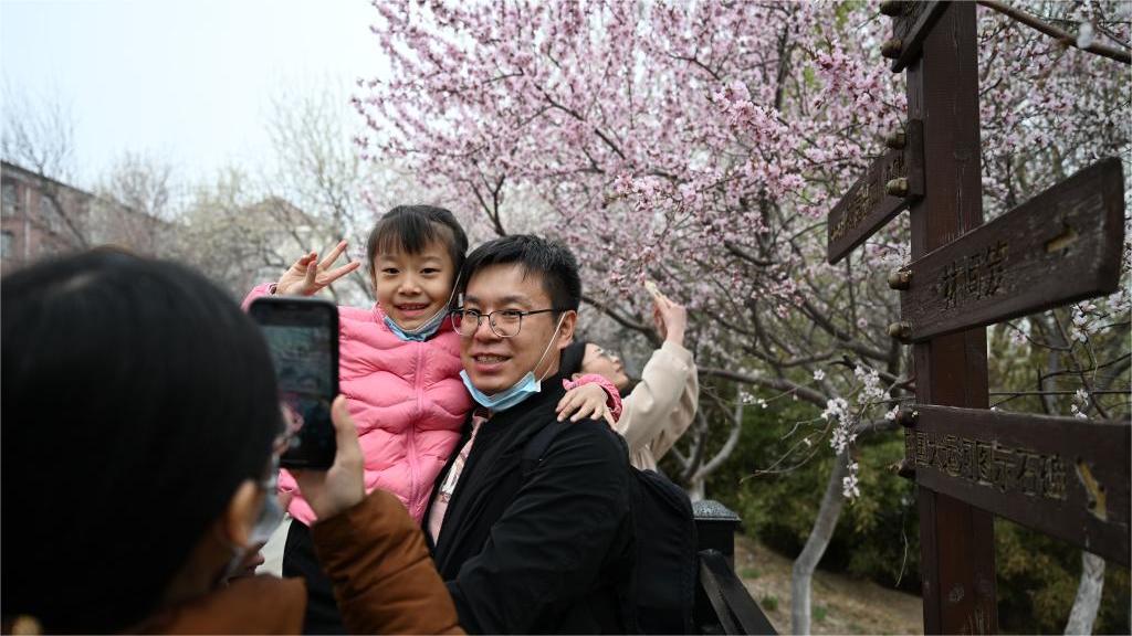 Peach blossoms bring color to central Beijing