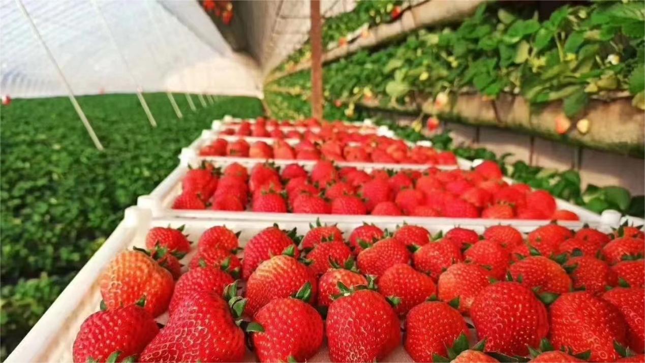 Thriving strawberry industry brings wealth to locals in NE China's Liaoning