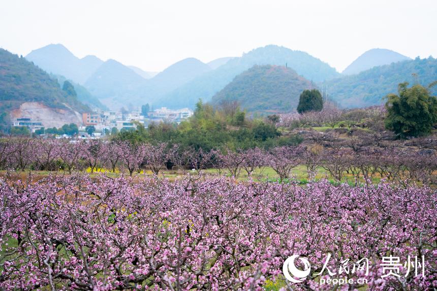 SW China's Guizhou awash in fragrant spring blossoms