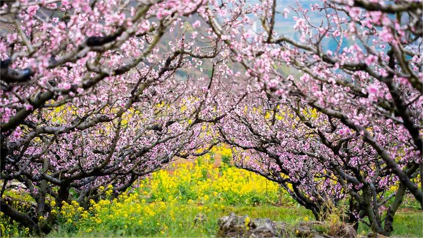 SW China's Guizhou awash in fragrant spring blossoms