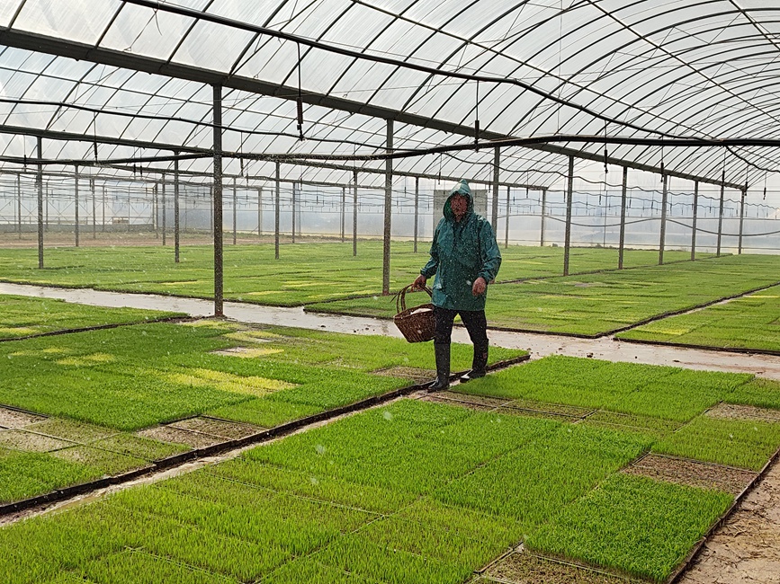 Farmers start spring plowing, seedling cultivation in Shangcheng, C China's Henan