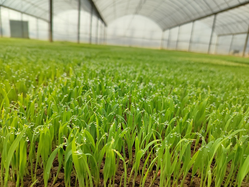 Farmers start spring plowing, seedling cultivation in Shangcheng, C China's Henan