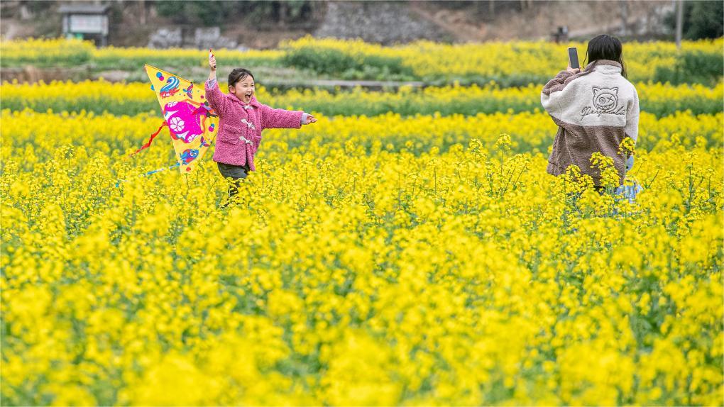 Trending in China | Canola flowers paint the arrival of spring