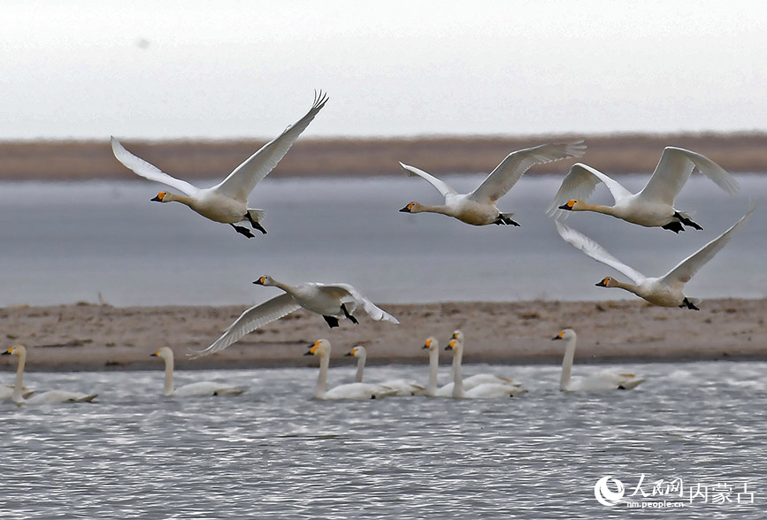 Migratory birds seen at Hulun Lake, N China's Inner Mongolia