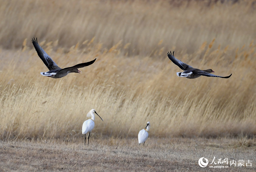 Migratory birds seen at Hulun Lake, N China's Inner Mongolia