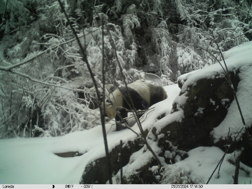 Wild panda mother, cub captured on camera in SW China's Sichuan