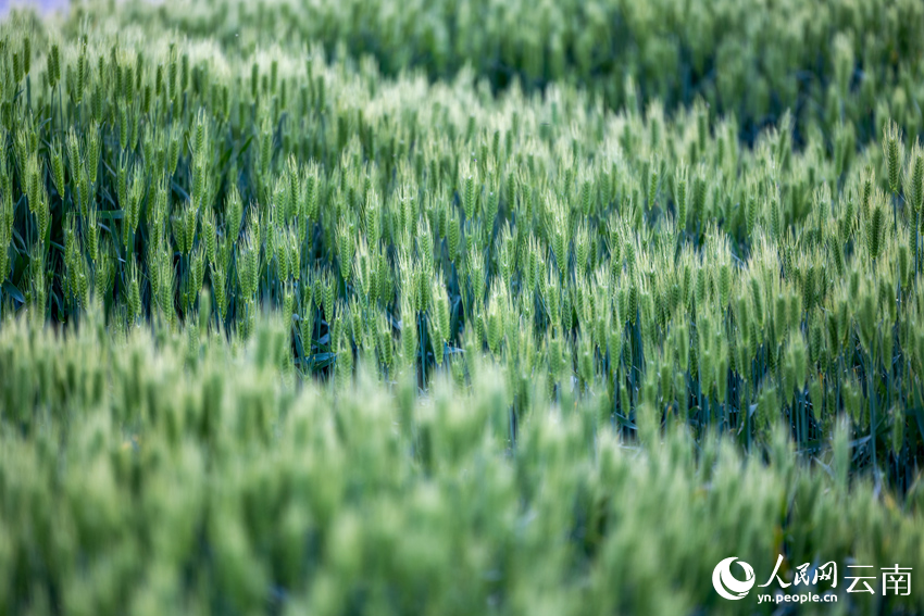 In pics: Wheat crops form beautiful view in spring in Dali, SW China's Yunnan