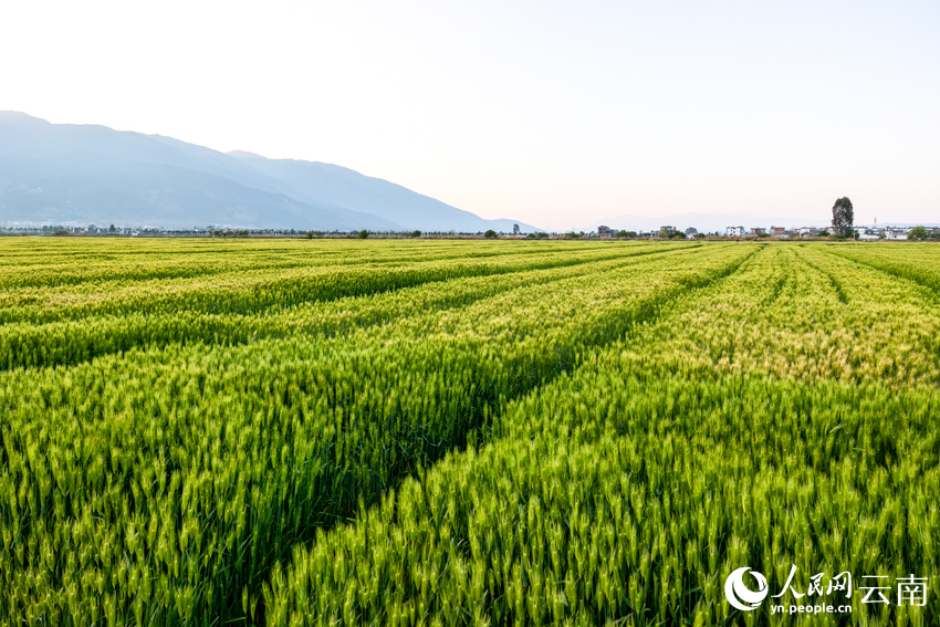 In pics: Wheat crops form beautiful view in spring in Dali, SW China's Yunnan