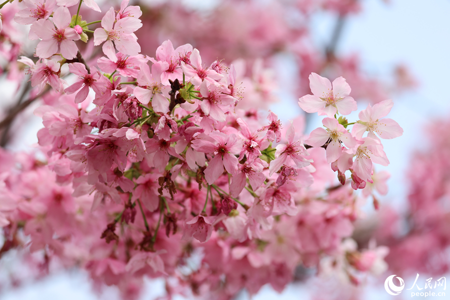 In pics: Mesmerizing cherry blossoms in Xiamen