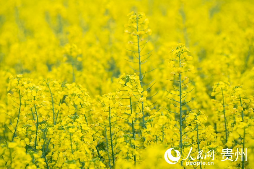 In pics: Golden sea of rapeseed flowers in Jinsha, SW China's Guizhou