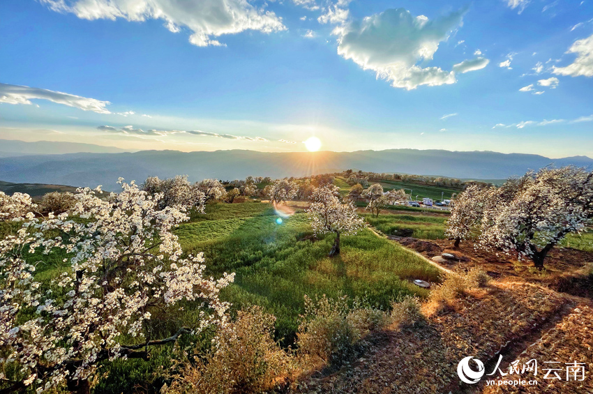 Pear blossoms paint springtime hues in SW China's Yunnan