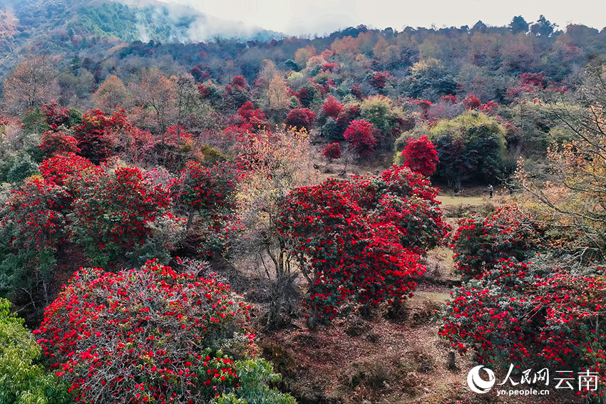 In pics: Azalea flowers bloom in village of SW China's Yunnan