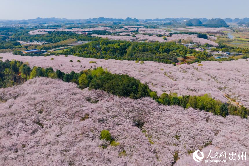 In pics: Cherry blossoms bloom in SW China's Guizhou