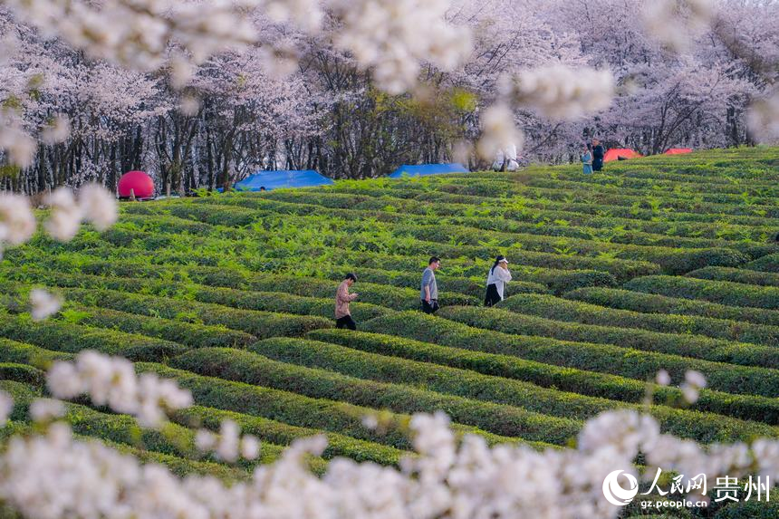 In pics: Cherry blossoms bloom in SW China's Guizhou