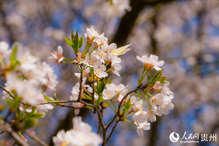 In pics: Cherry blossoms bloom in SW China's Guizhou