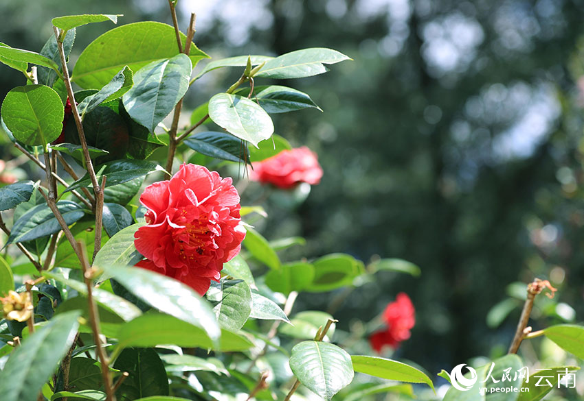 In pics: Blooming camellia flowers in Kunming, SW China's Yunnan