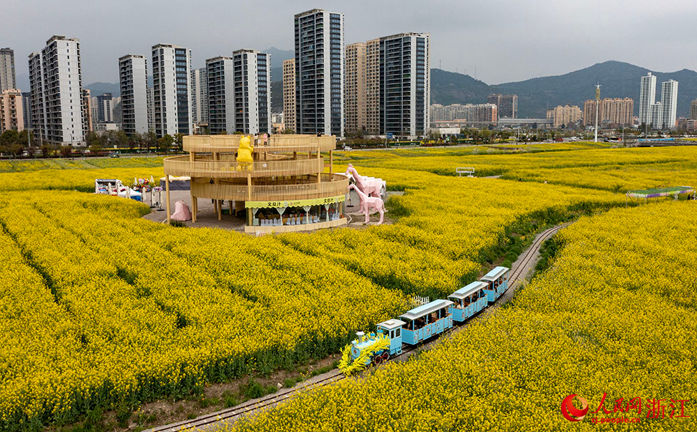 Spectacular sea of blooming rapeseed flowers attracts tourists to Yueqing, E China's Zhejiang