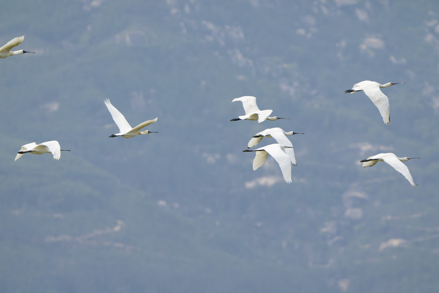 Black-faced spoonbills spotted in mangrove forest nature reserve in SE China's Fujian