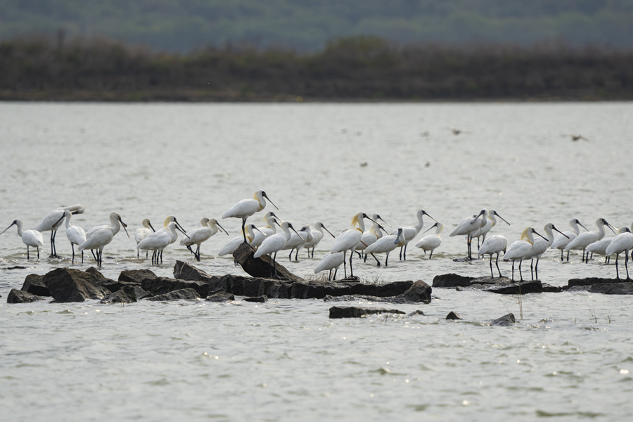 Black-faced spoonbills spotted in mangrove forest nature reserve in SE China's Fujian