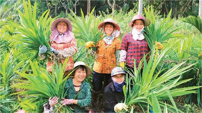 Flourishing pandan industry brings prosperity to village in China's Hainan