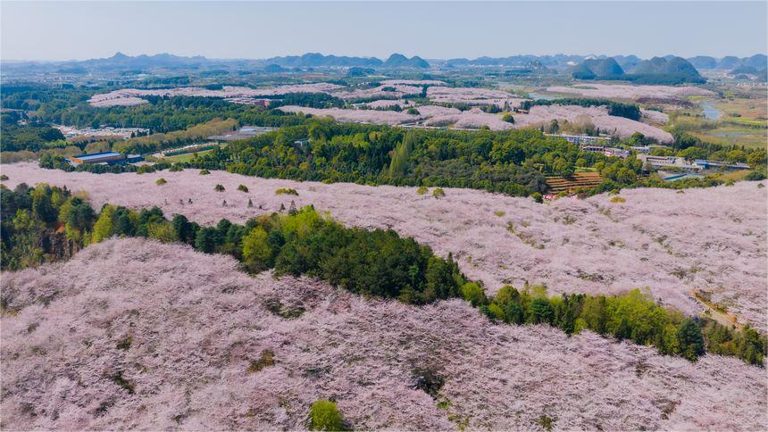 Fire-burned forest in Guizhou embraces spring blooms