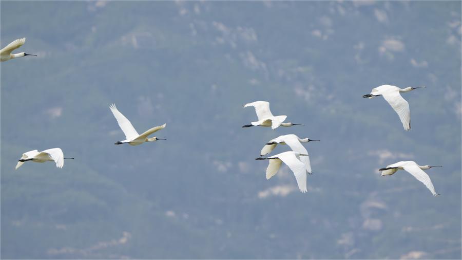 Black-faced spoonbills spotted in mangrove forest nature reserve in SE China's Fujian